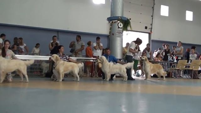 Выставка CACIB Полтава 05 07 2015 смотреть онлайн