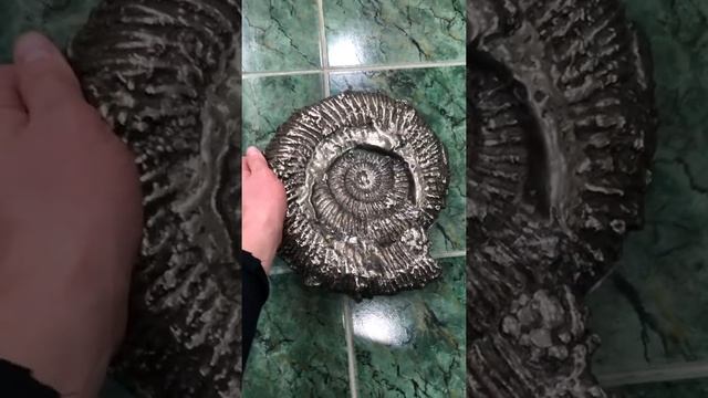 Большой пиритизированный Аммонит 120 млн.лет | Big Pyrite Ammonite 120 million years