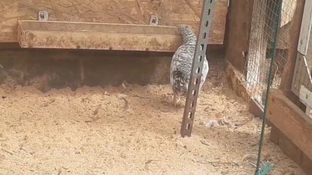 Как устроен наш курятник для нескольких пород кур... смотреть онлайн