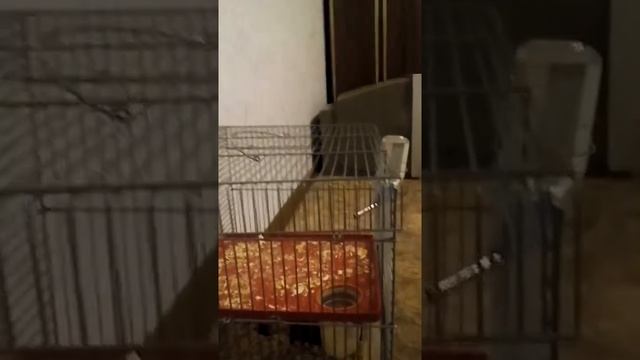 Что нужно для появления песчанки в доме!