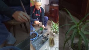 укоренение черенков инжира