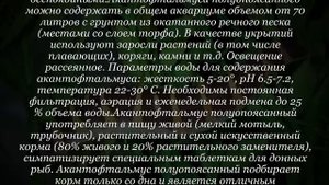 Аквариумная рыбка Акантофтальмус полуопоясанный