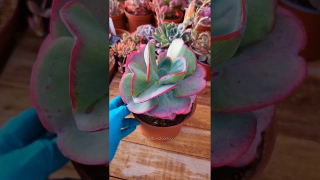 ? Echeveria "Lapislázuli", posible híbrido entre Echeveria cante x Echeveria gigantea.