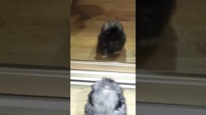 Маленький пекинес Тоша! )
