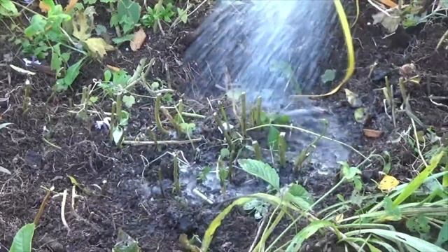 Как подготовить ФЛОКСЫ к зиме смотреть онлайн