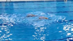 Синхронное плавание. Дуэт. Санкт-Петербург, 2022.