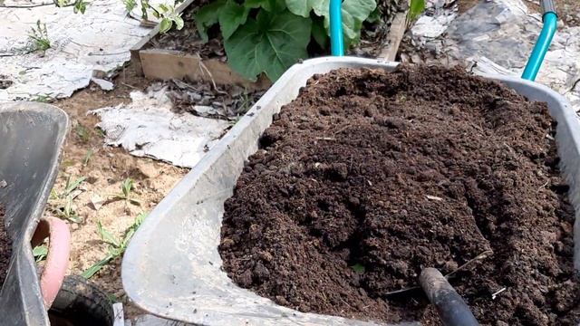 Посадка картофеля под мульчу. Эксперимент. смотреть онлайн