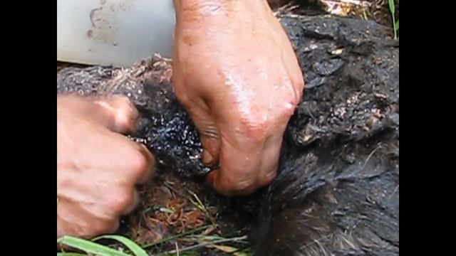 девчуша с кирпичного завода собака смотреть онлайн