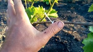 Нормировка трехлетнего куста винограда побегами в двухрукавном исполнении