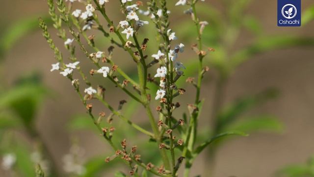 Verbena (Verbena officinalis) | Essential-Oil-Plant Portrait by Dr. Malte Hozzel