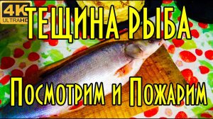 Как пожарить тёщину рыбу, амурский плоскоголовый жерех, посмотрим и пожарим.