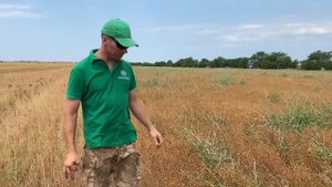 Уборка льна в условиях засоренности латуком