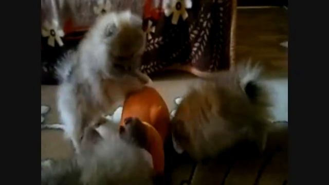 Щенки померанского шпица