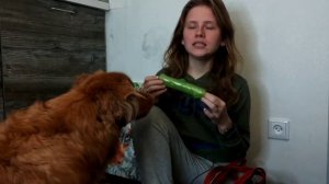 Самостоятельная собака будет брать поводок, как научить? Как дрессировать собаку носить поводок?