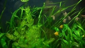 Клинопятнистая расбора может жить с живороками,хотя условия различны