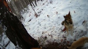 Охота с Лайками*Промысел Соболя*Любительская Тайга*Хороший День *