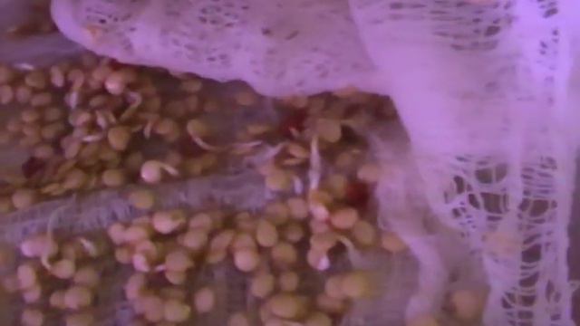 Сажаем сладкий перец на рассаду без пикировки. 1 часть.