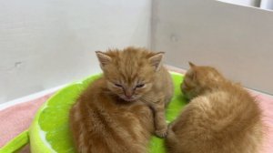 What's the sweetest thing for a little ginger kitten?