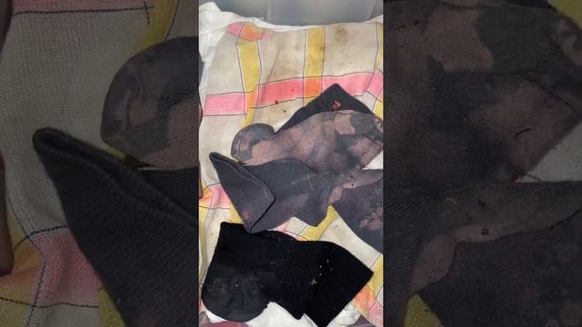 Домашняя ласка, маленькая малышка Мира 1 #ДомашняяласкамалышкаМира смотреть онлайн