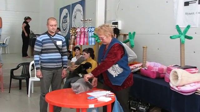 Британская кошка Люси на столе у эксперта. смотреть онлайн