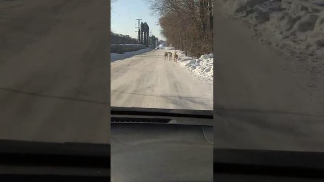 Собачий беспредел