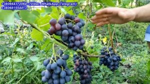 Кишмиш Спокуса 2023