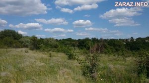 Ковыльная степь Донбасса