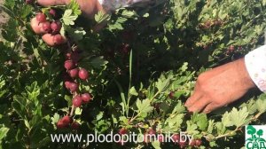 Крыжовник Хинномаки Рот. Колючий сорт красного крыжовника с высокой урожайностью.