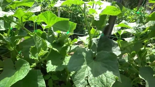 Как собрать много помидоров с куста. Секрет соседки по даче. смотреть онлайн