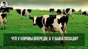 Угадай 5 загадок за 2 минуты (загадки с ответами)