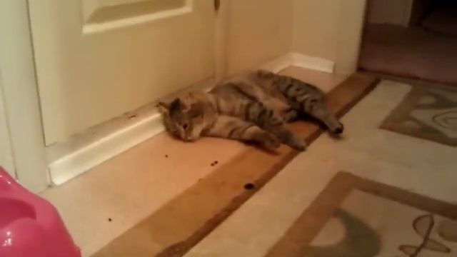 Кот балдеет от оливок. смотреть онлайн