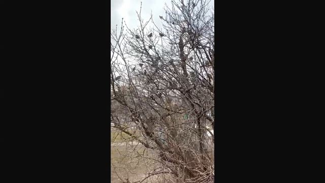 Воробьи певчие ))) смотреть онлайн