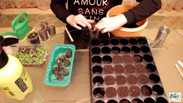 Выращивание петунии. Часть 3 -  Пикировка