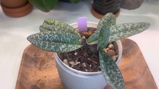 Orchid Chat - paphiopedilum / paph leucochilum смотреть онлайн