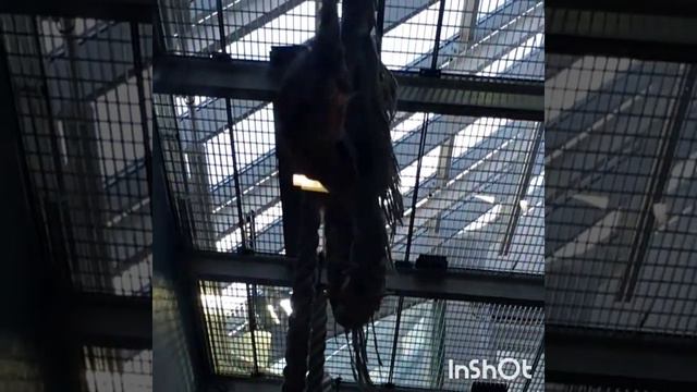 Габриэла гуляет в Московском зоопарке знакомится с животными Gabriela is walking in the Moscow Zoo смотреть онлайн