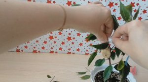 плетение фикуса бенджамина косичкой