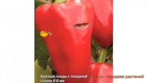 Перец сладкий Император F1 (imperator f1) ? обзор: как сажать, семена перца Император F1