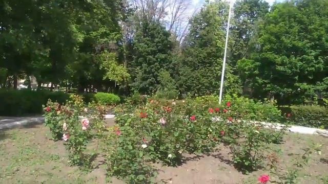 Розы в парке Рязани