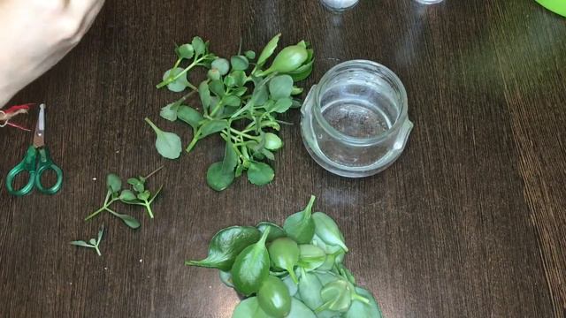 Укоренение каланхоэ смотреть онлайн