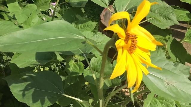 Дачная жизнь/ прекрасное лето / золотая осень смотреть онлайн