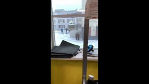 В Перми на улице нашли привязанного  медведя