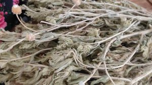 Оносма - противоопухолевая трава