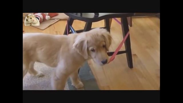 10 лучших видео - Золотистый ретривер. 10 Funniest Golden Retriever