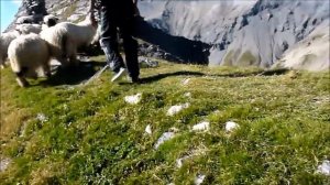 Meet the Valais blacknose sheep