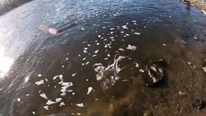 Спиннинг перед запретом. Ловля на Кастинговую снасть.