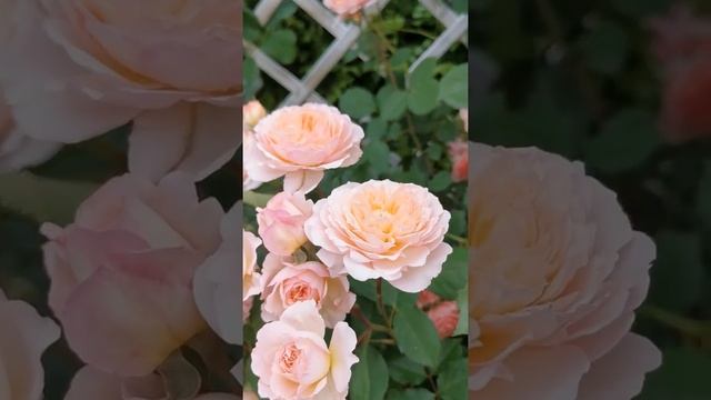 розы Гислен де Фелигонд (Ghislaine de Feligonde) и Андре Турка (Andre Turcat) смотреть онлайн