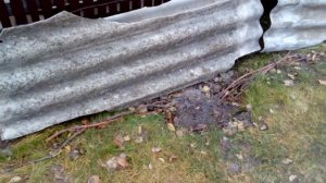 Простое и проверенное укрытие винограда на зиму. надёжный способ.