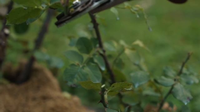 УКРЫТИЕ РОЗ, подготовка роз к зиме. смотреть онлайн