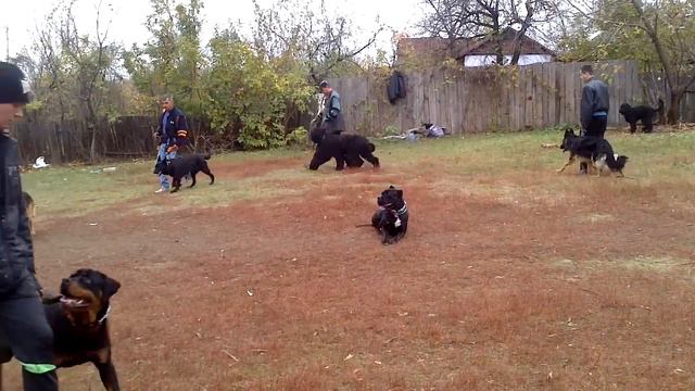 Клуб "Красная звезда" Донецк 2 смотреть онлайн