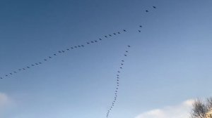 Клин лебедей